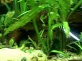 videos de 125 gallon aquarium 02jan2009