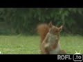Eichhrnchen fuballtricks Eichhrnchen fuballtricks