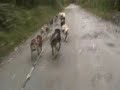 Juneau Dog Sled part 2. Alaska