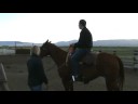 More horse washing