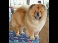 chow chow home movie