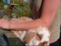 Rocco wordt gekamd/Rocco is being groomed