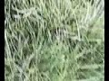The cows - run run RUN1 RUN NOW RUN! run bulgin lev run! The cows - run run RUN1 RUN NOW RUN! run bulgin lev run!