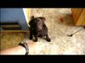 videos de Linnie Wave Chocolate Labroadore