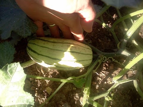 how to grow delicata squash