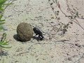 scarabeo stercorario scarabeo stercorario