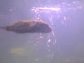 pufferfish