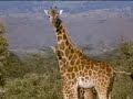 Giraffe animal conservation with Joanna Lumley - BBC wildlife Giraffe animal conservation with Joanna Lumley - BBC wildlife