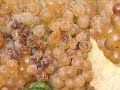 Les Vendanges en Jurançon ! Les Vendanges en Jurançon !