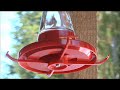 Cascades Hummingbird Swarm