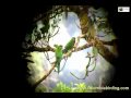 Near-endemic Golden-plumed Parakeet - Leptosittaca branickii - Rio Blanco, C Andes