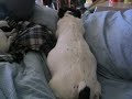 zo� et les chiot dans le ventre
