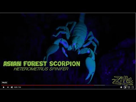 YouTube reptile video
