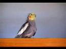 Bob Brookes the cockatiel Bob Brookes the cockatiel