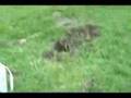 Mole Trap - Bagged Two