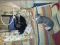 Gatos