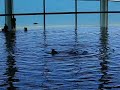 Shedd Aquarium Dolphin Show