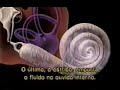 Funcionamento do Ouvido Interno Funcionamento do Ouvido Interno