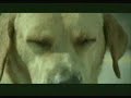 Poor Dog Poor Dog
