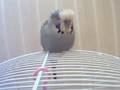 Jibijip the Budgie Chirping
