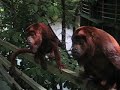 Howler Monkeys chastised by Mike