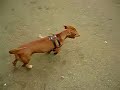 Pinga Correndo no Parque Guinle