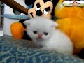 Cute Adorable White Persian Kitten