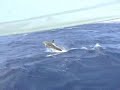Delfin-show