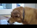 Finbar - The Movie Finbar - The Movie