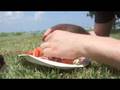 Marmite Lobster