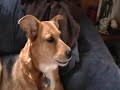 Talking Dog!   Daisys response to Oscar the boxer 