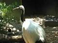 National Aviary Pittsburgh PA part 1