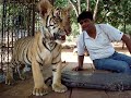Playing with a cub