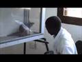 Using Sniffer Rats to Detect Tuberculosis