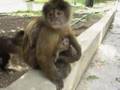 Primates