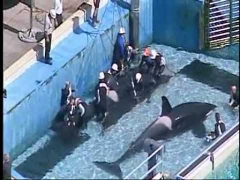 Download Dawn Brancheau Death Filmed Pictures