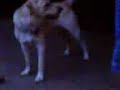 maxster the dowg