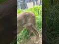豪汗g⑧ライオン・獅子・アルーシャくん・沖縄こどもの国・・・Lion・Okinawa Zoo & Museum(20260814)
