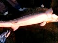 ml21 sturgeon