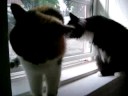 cat frenemies cat frenemies