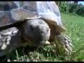 Speedy 007