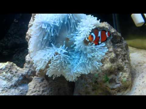 Long Tentacle Anemone Care Guide