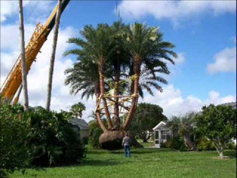 how to transplant date palm tree