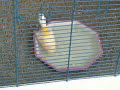 Les canaris au bain ! Les canaris au bain !
