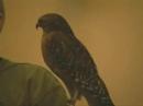 Red Shouldered Hawk Red Shouldered Hawk