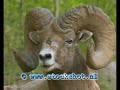 Bighorn sheep - Ovis canadensis