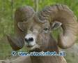 Bighorn sheep - Ovis canadensis