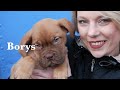 Bordeaux Dogge Borys - In Memoriam of my best Friend