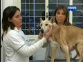 Vet Tv - Renal  3