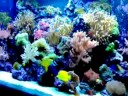 Aquariums by Sissy Reef aquarium